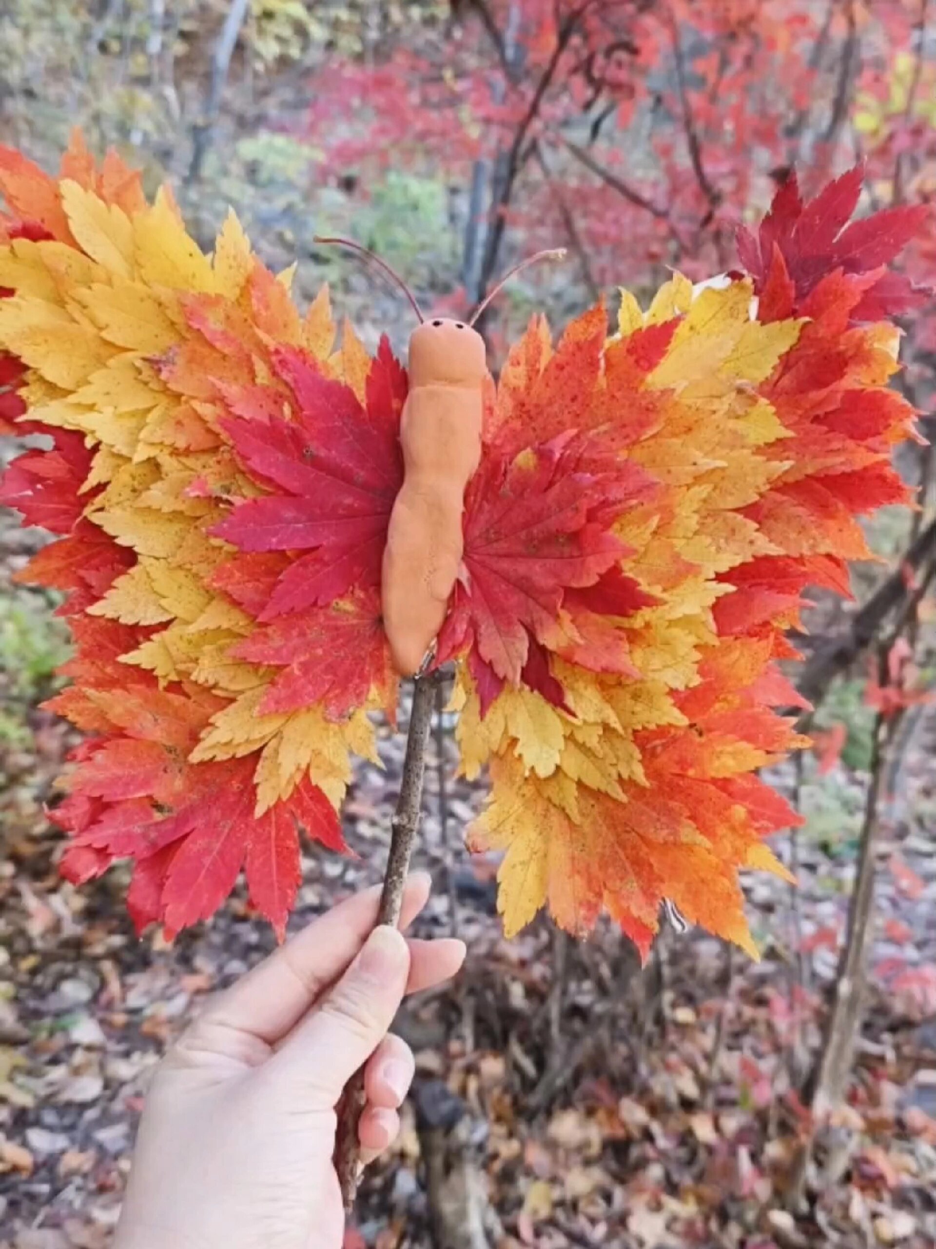 树叶贴画枫叶蝴蝶