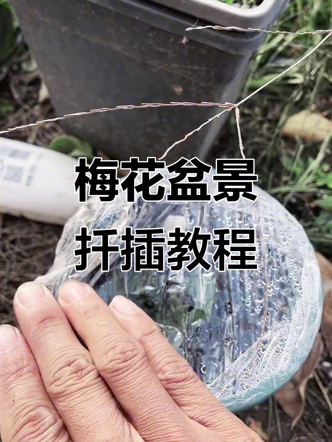 冬季扦插梅花成活技巧,如何让根系重生