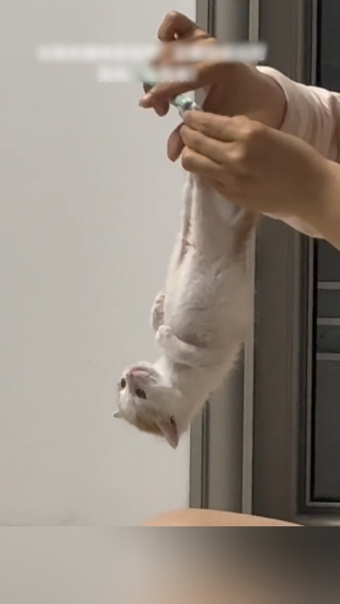 猫咪剪指甲不配合被倒着拎起来剪,网友:剪完后小猫八块腹肌