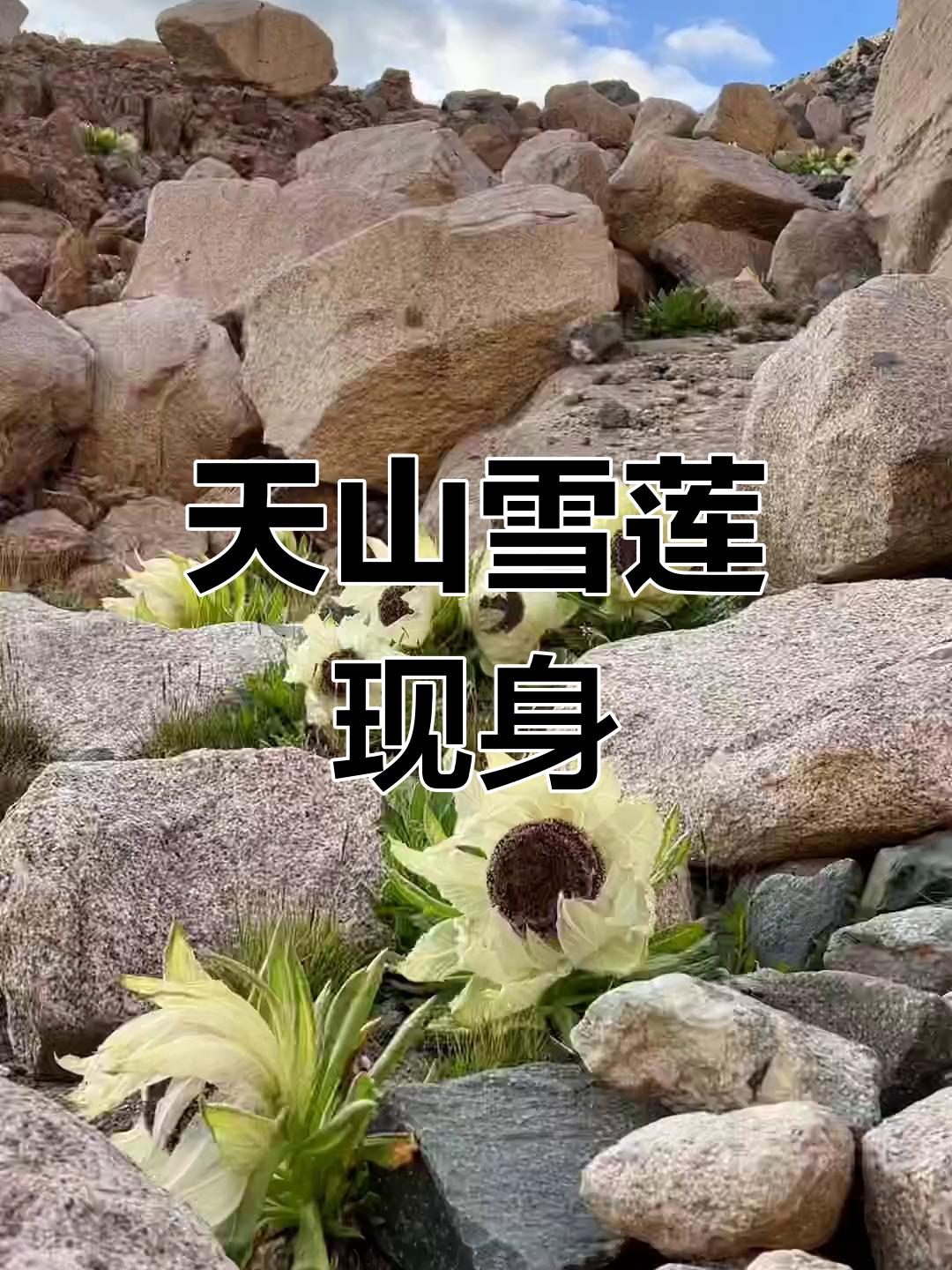 新疆天山天池生物资源