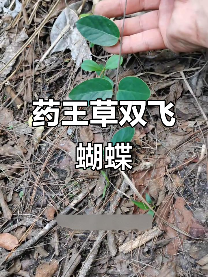 双飞蝴蝶:辣条咬到必备的药材,效果惊人!