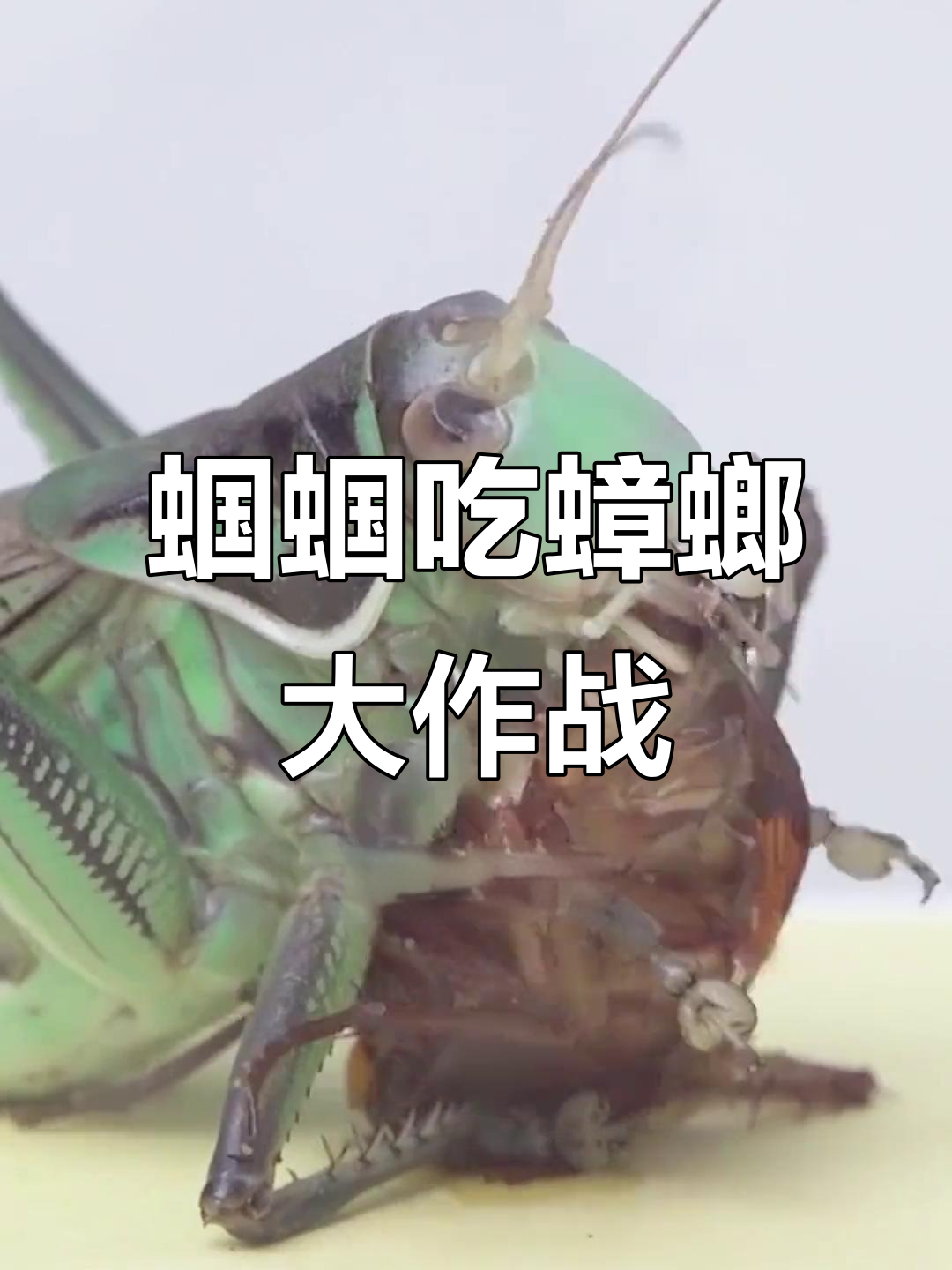 蝈蝈捕食蟑螂,竟然如此凶猛!