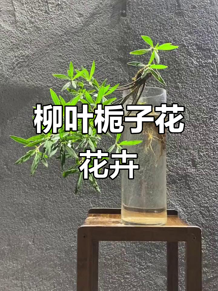 海岛柳叶栀子花:室内水培,打造清新绿意