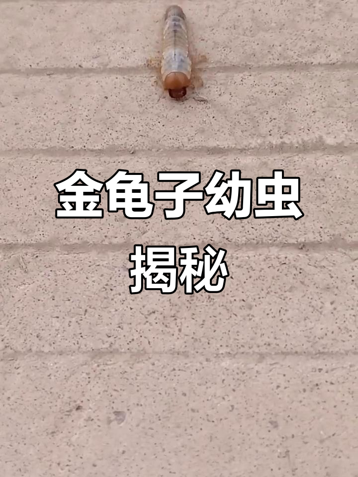 了解金龟子幼虫:植食性鳍草的危害与特征
