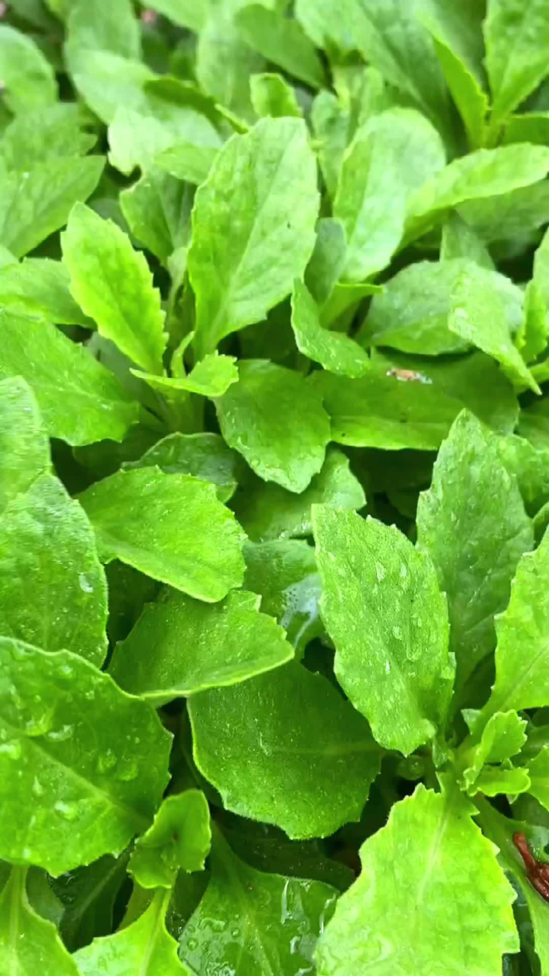 新鲜片仔癀草,大家了解吗?