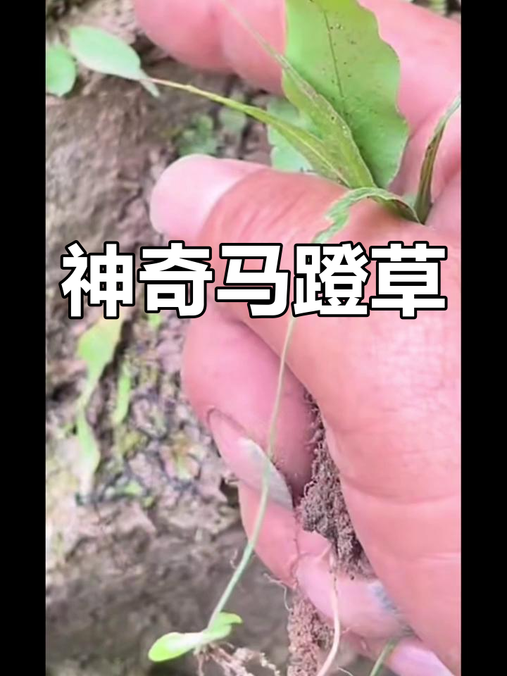 马蹬草靠叶片搭桥生长,奇特蕨类植物