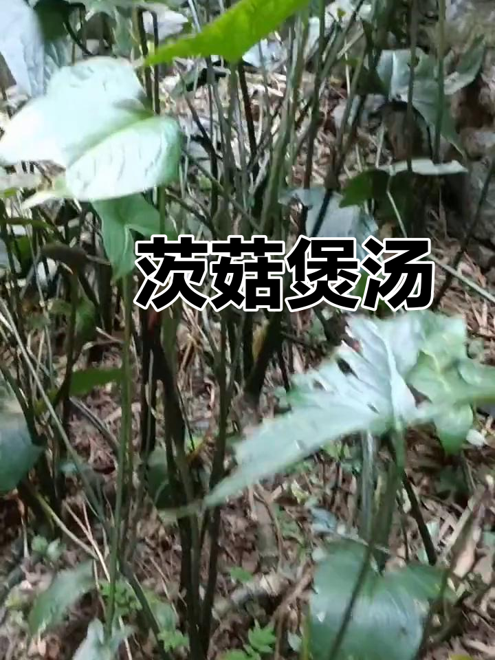 洪湖茨菇图片