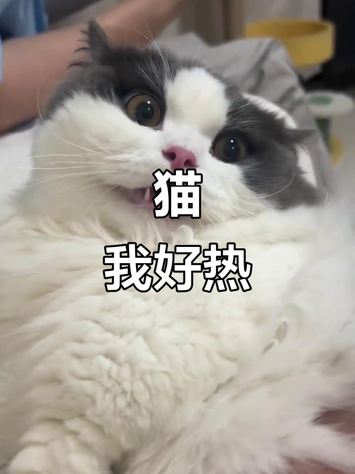 猫咪热到吐舌头,表情超搞笑