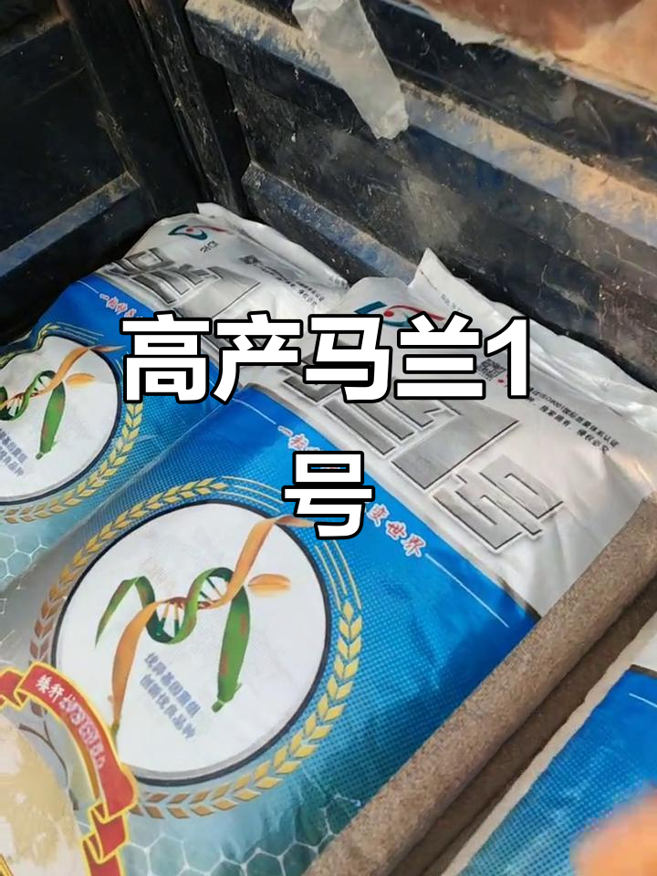 马兰1号,抗倒伏,高产稳产,冬季叶色浓绿,种植首选