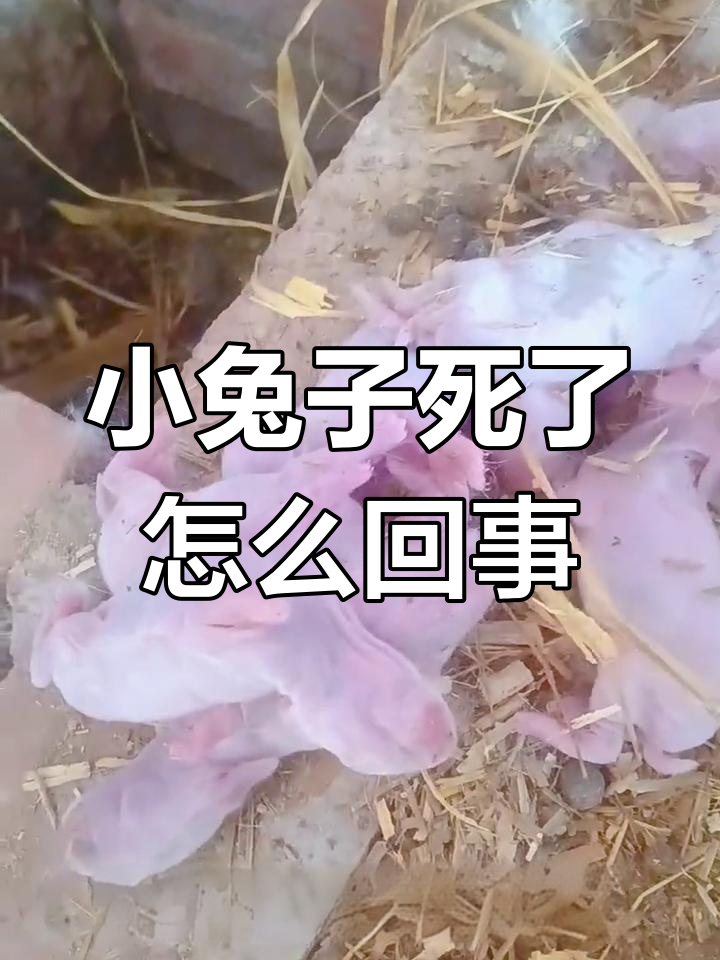母兔奶水不足?小兔子突然死亡,原因竟是这样