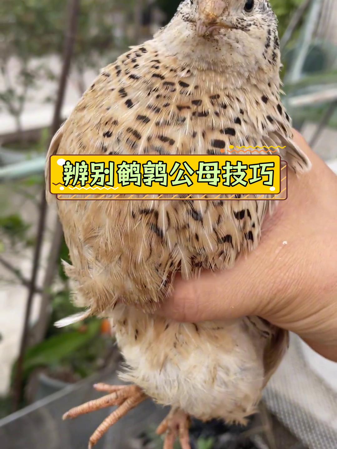 如何辨别鹌鹑公母?五个实用方法