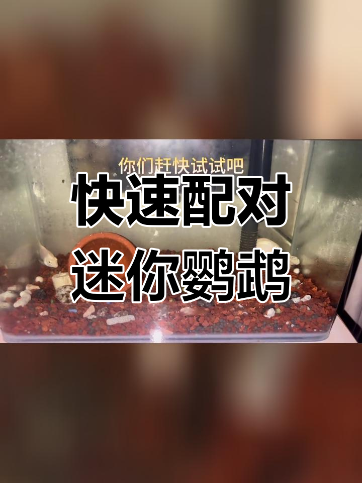迷你鹦鹉鱼配对技巧:如何让公母顺利繁殖