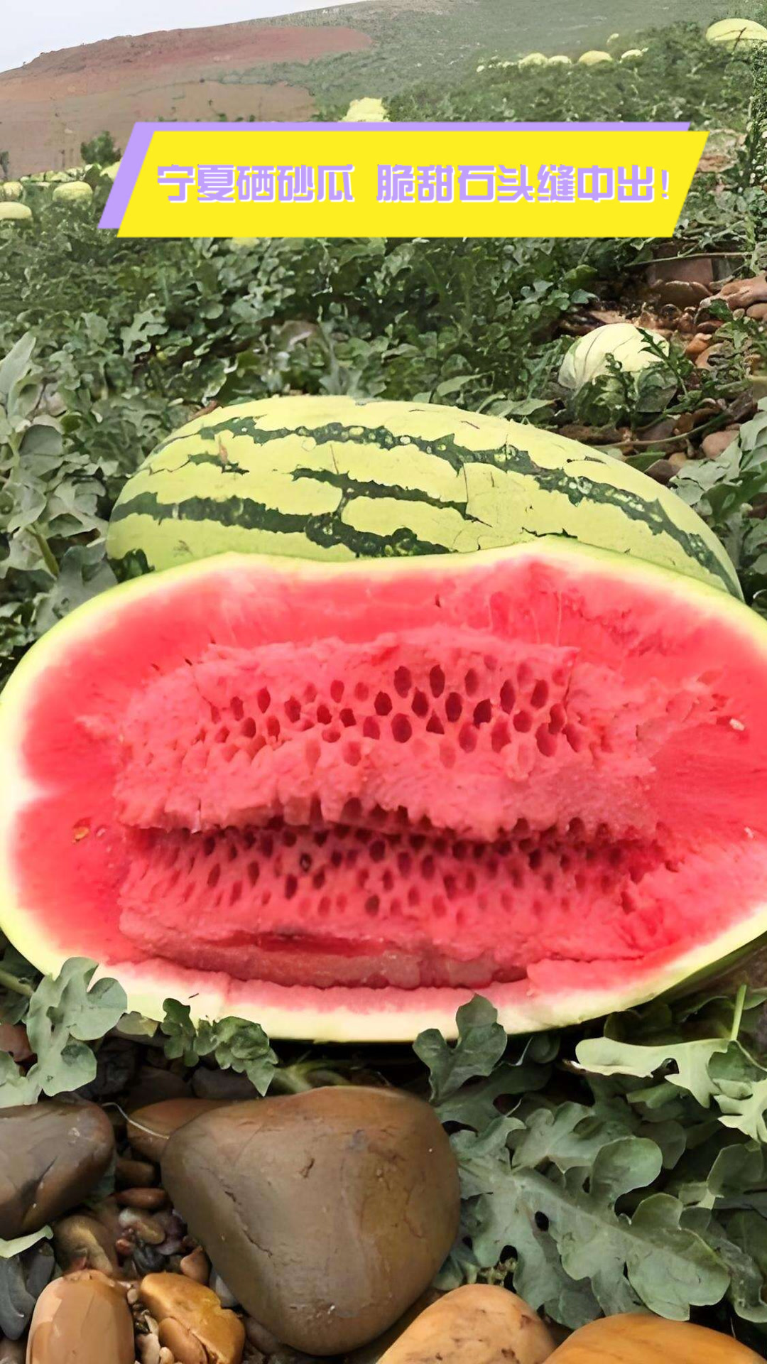 宁夏硒砂瓜,脆甜石头缝中出!