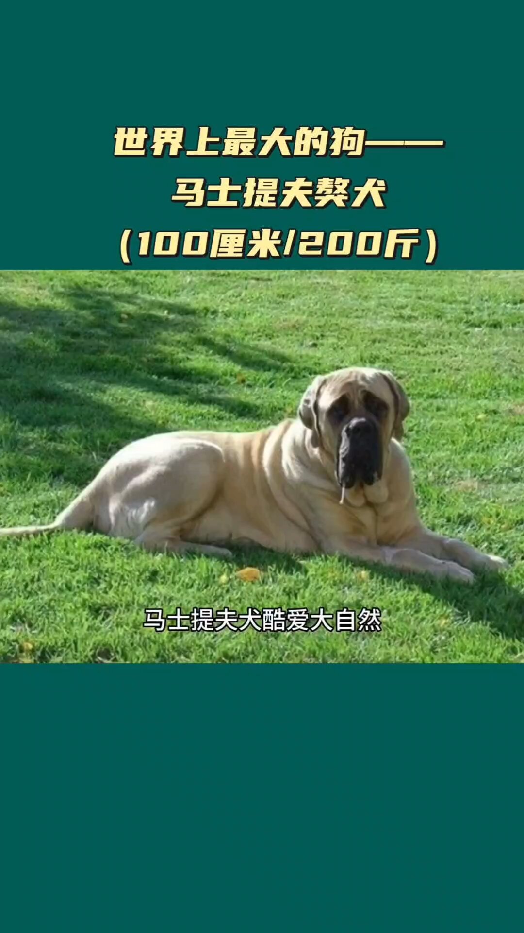 大型马士提夫犬出售图片