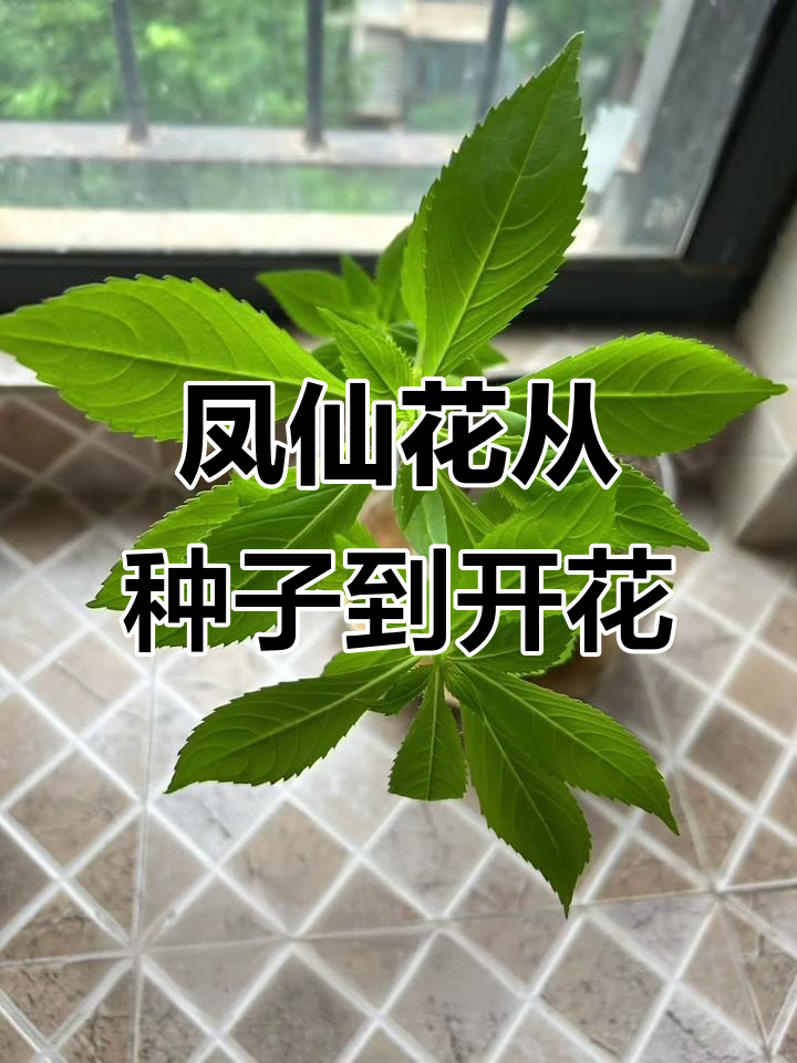 从种子到花开,凤仙花的成长历程全纪录