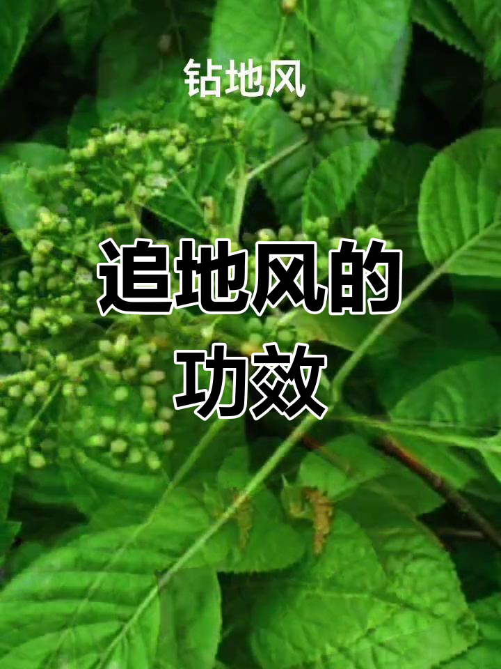 钻地风:舒筋活络的藤本植物