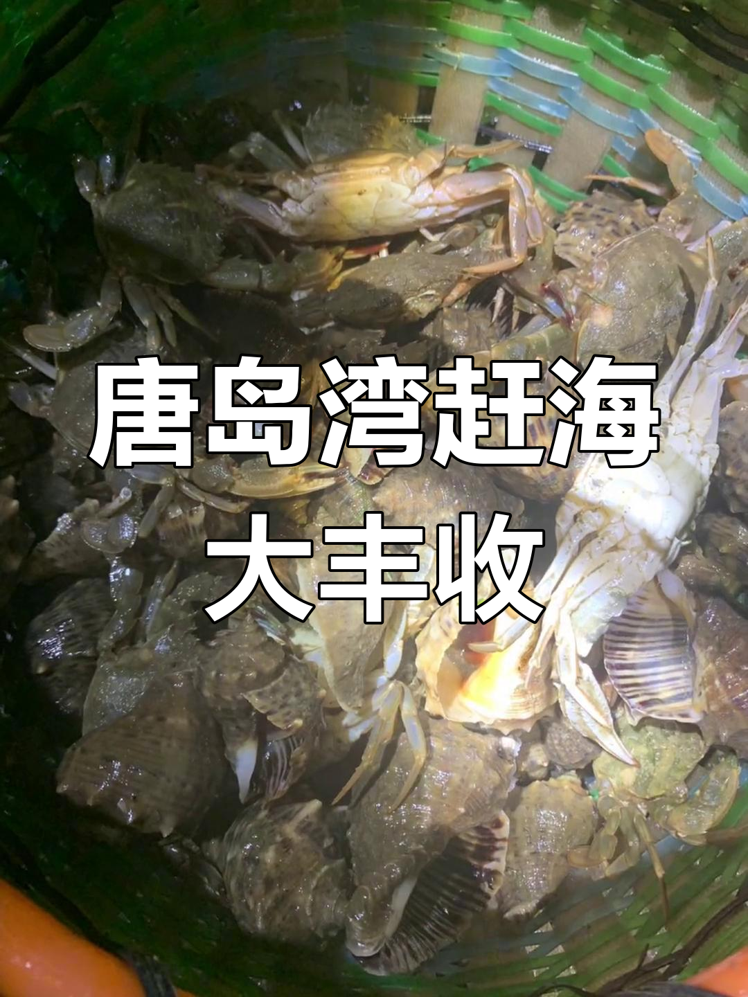 8月10日唐岛湾赶海,抓螃蟹满满收获