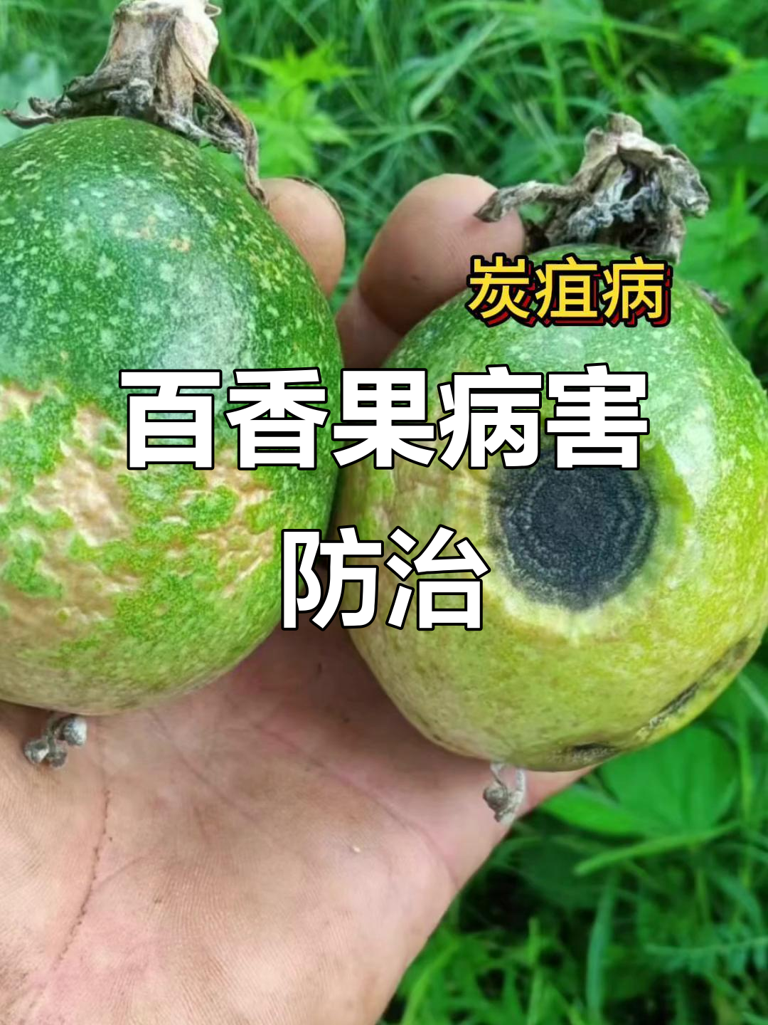 百香果常见病害全解析:症状与解决方案