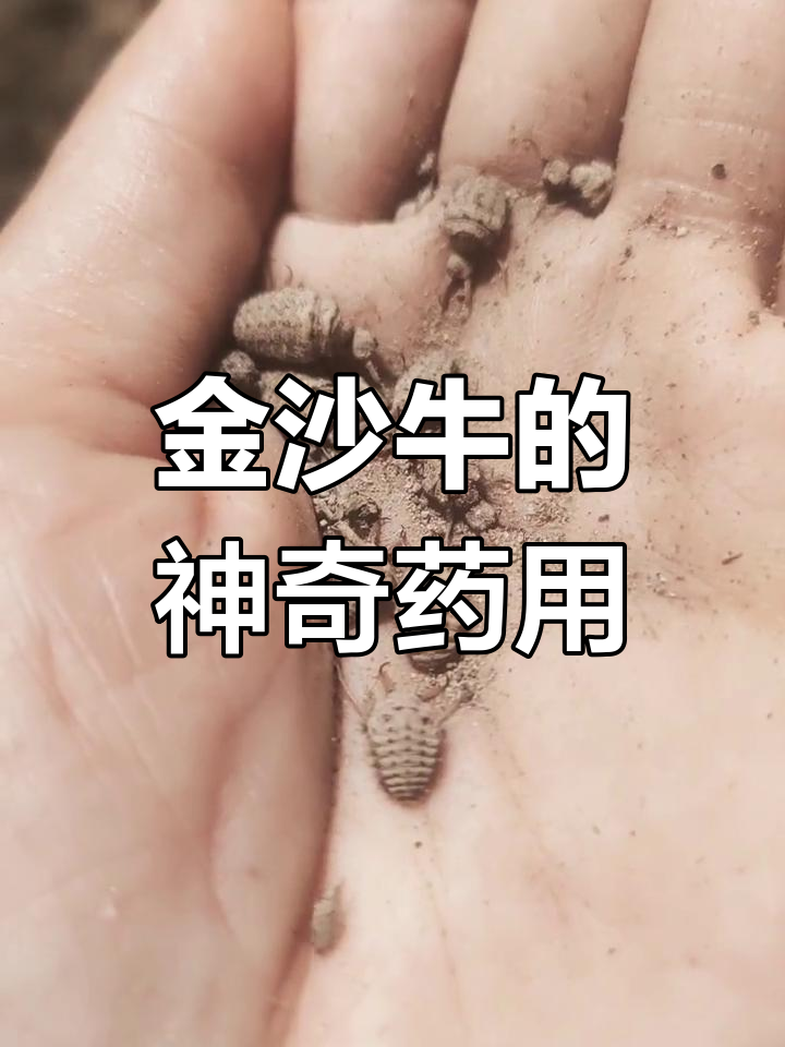 金沙牛的药用功效:从淋巴结到胆结石都能治