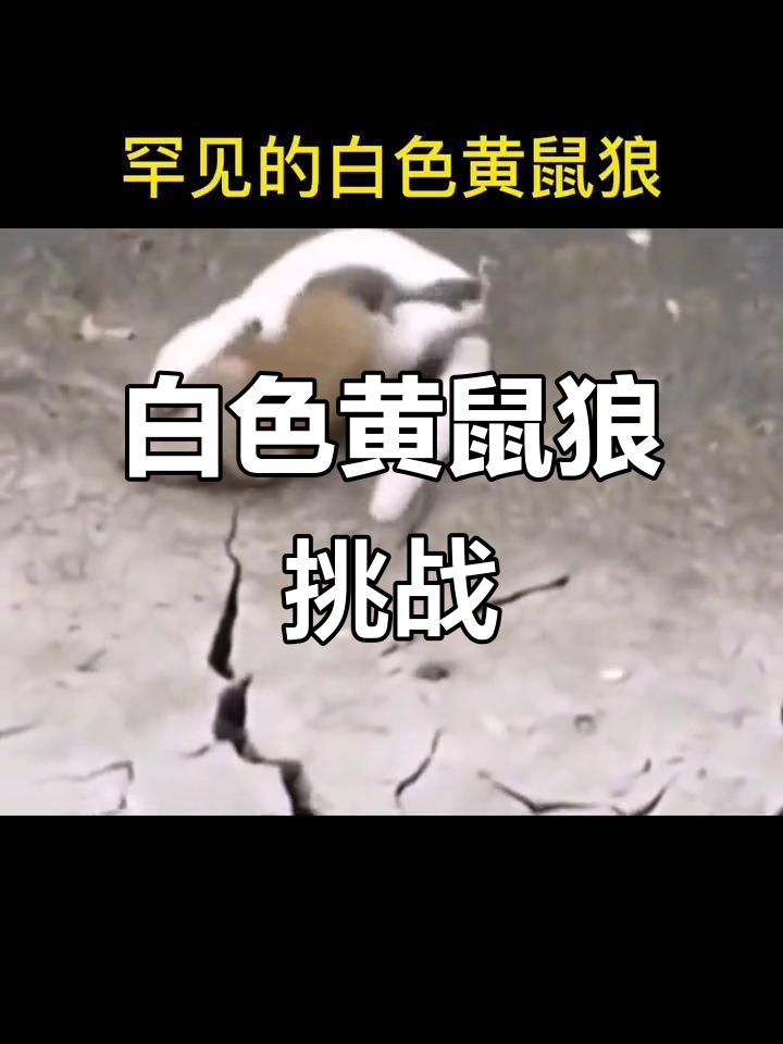 首次见到白色黄鼠狼,挑战大老鼠,真是罕见又有趣的一幕