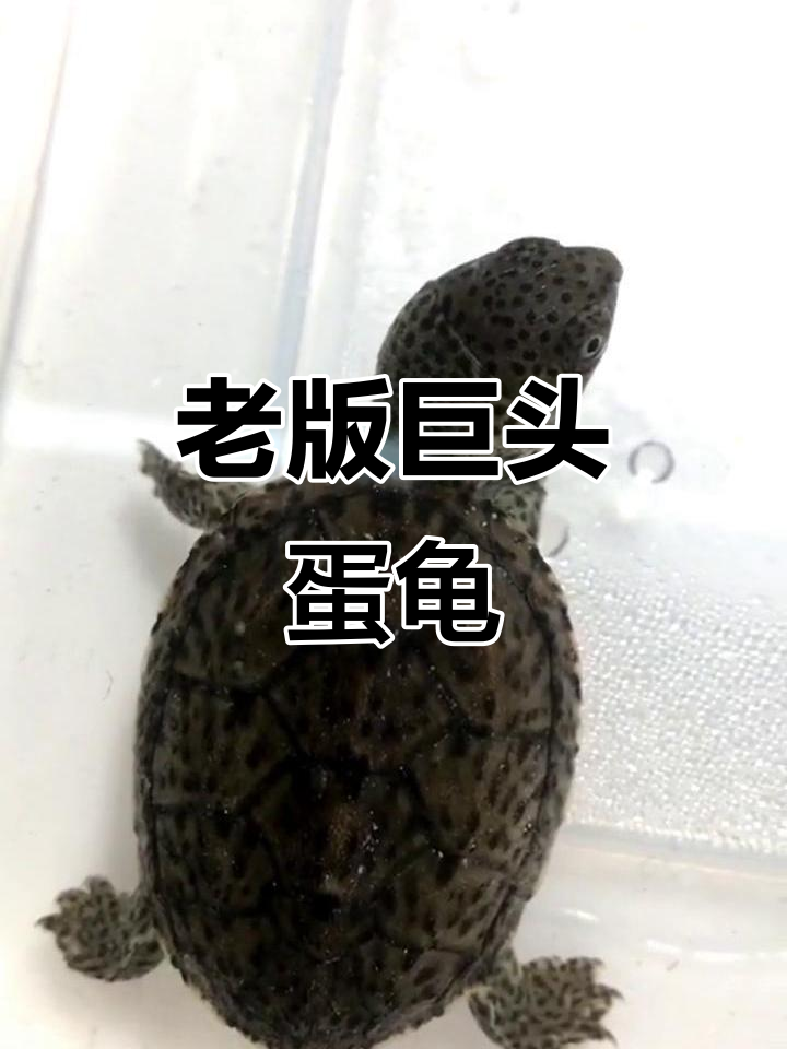 经典巨头蛋龟,老版王者风范