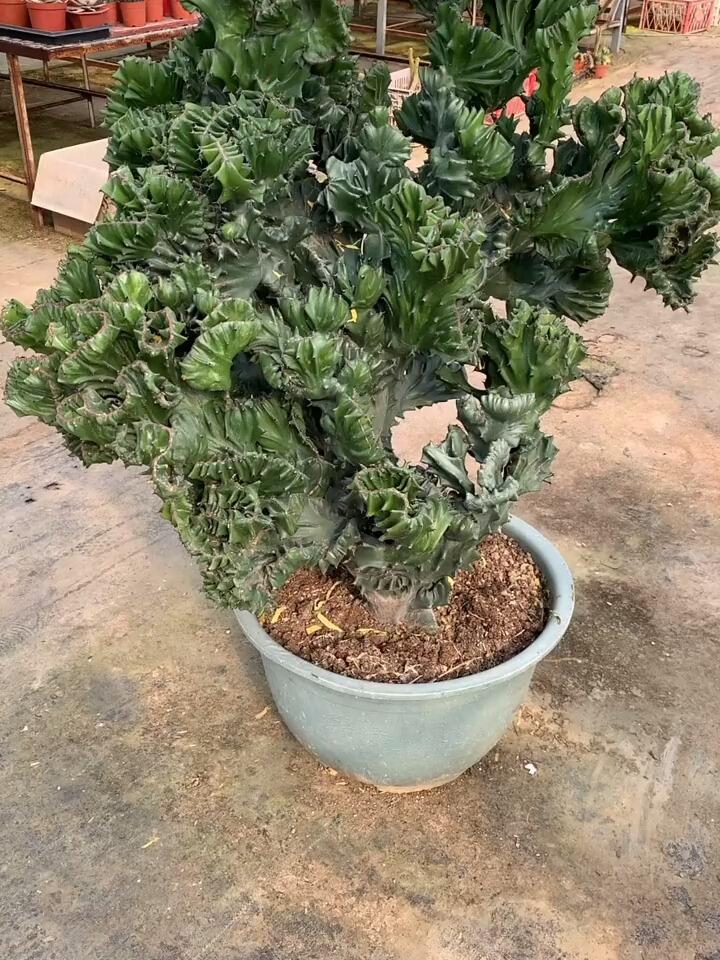 玉麒麟品种多多,大小规格都有