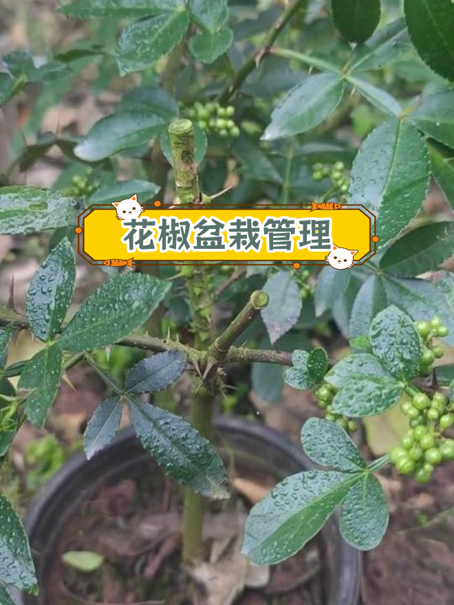 盆栽花椒树的种植方法图片