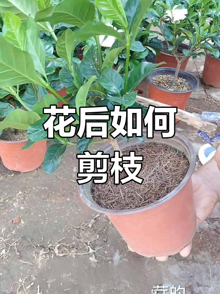 栀子花花后修剪示意图图片