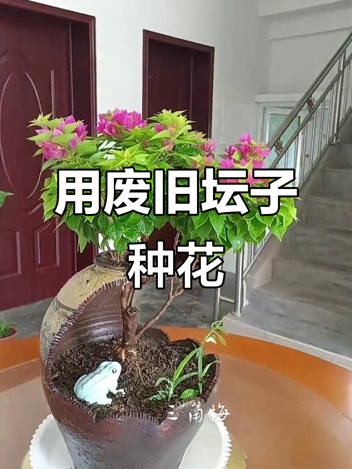 捡破坛子做花盆,刷到此贴的朋友都能养眼