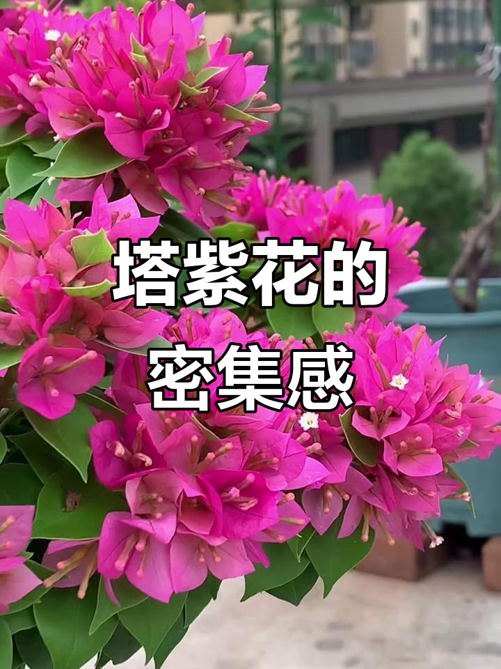 三角梅塔紫的层层叠叠,你是否也觉得有些密集?