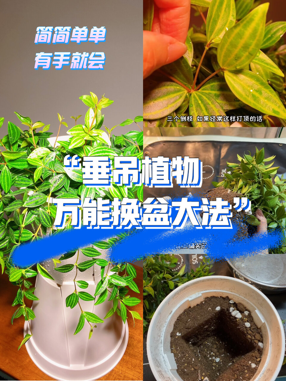 白脉椒草繁殖方法图片