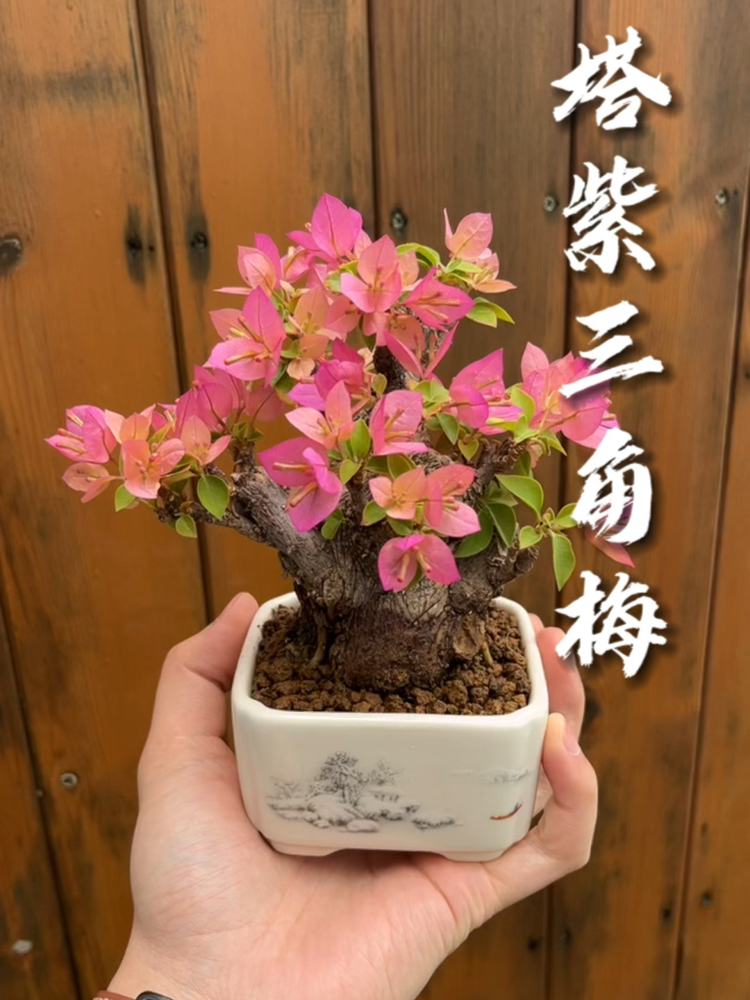 掌中宝小盆景塔紫小桃红三角梅