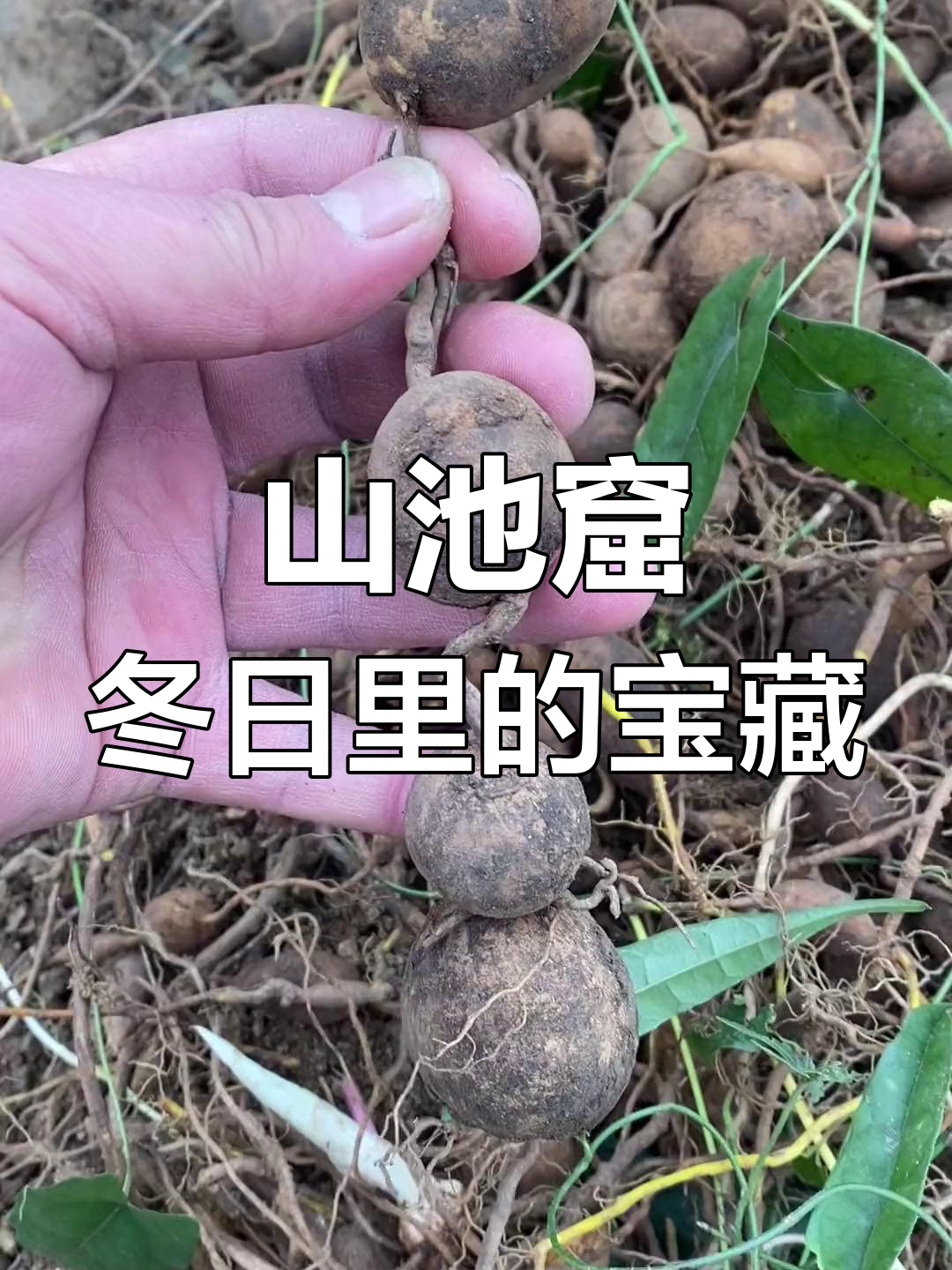 冬季难寻的珍稀药材,山慈菇与破石珠的故事
