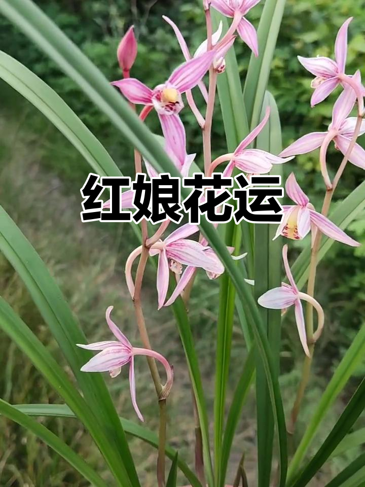 建兰红娘花开,香气扑鼻,养一盆或许能带来好运!