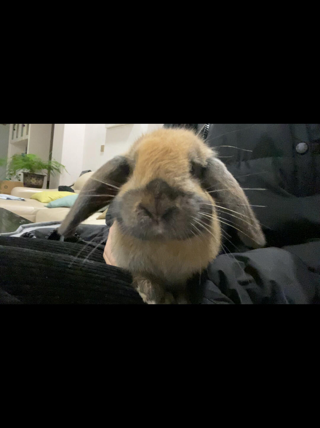 兔子怎么嘴巴变黑了