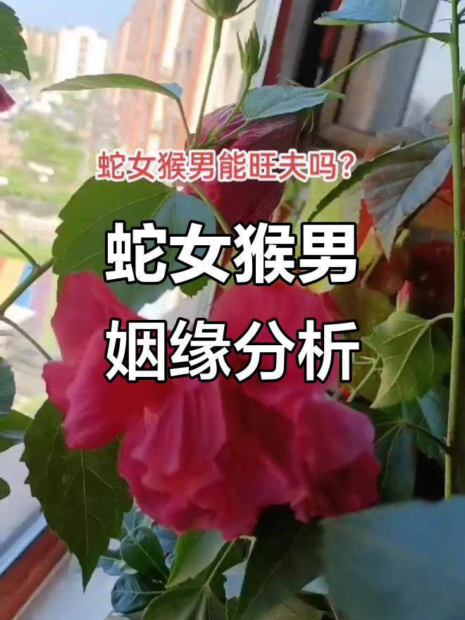 生肖猴的婚姻运势如何(属猴婚姻生肖)