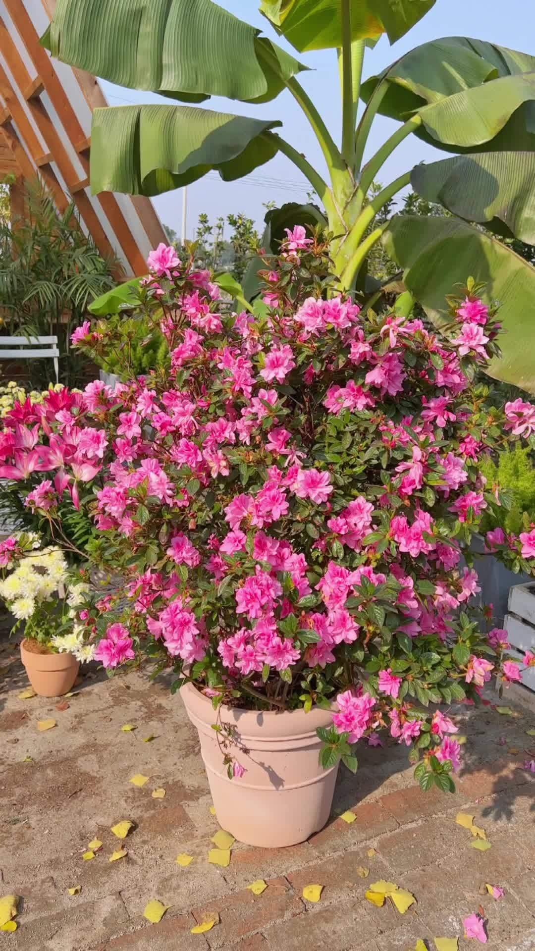 马上就到12月了,安酷杜鹃还在开花,这个开花性真的太好了,要不是北风