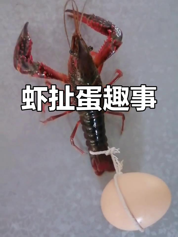 虾小却拼命装大,真是搞笑!