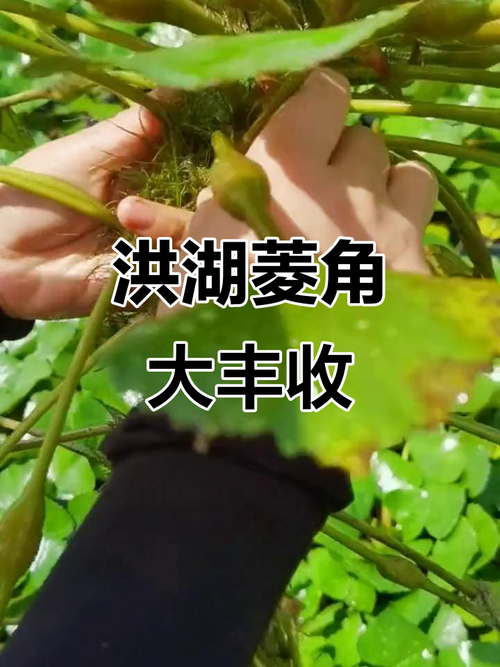 洪湖菱角新鲜上市,藤蔓高耸让人惊艳