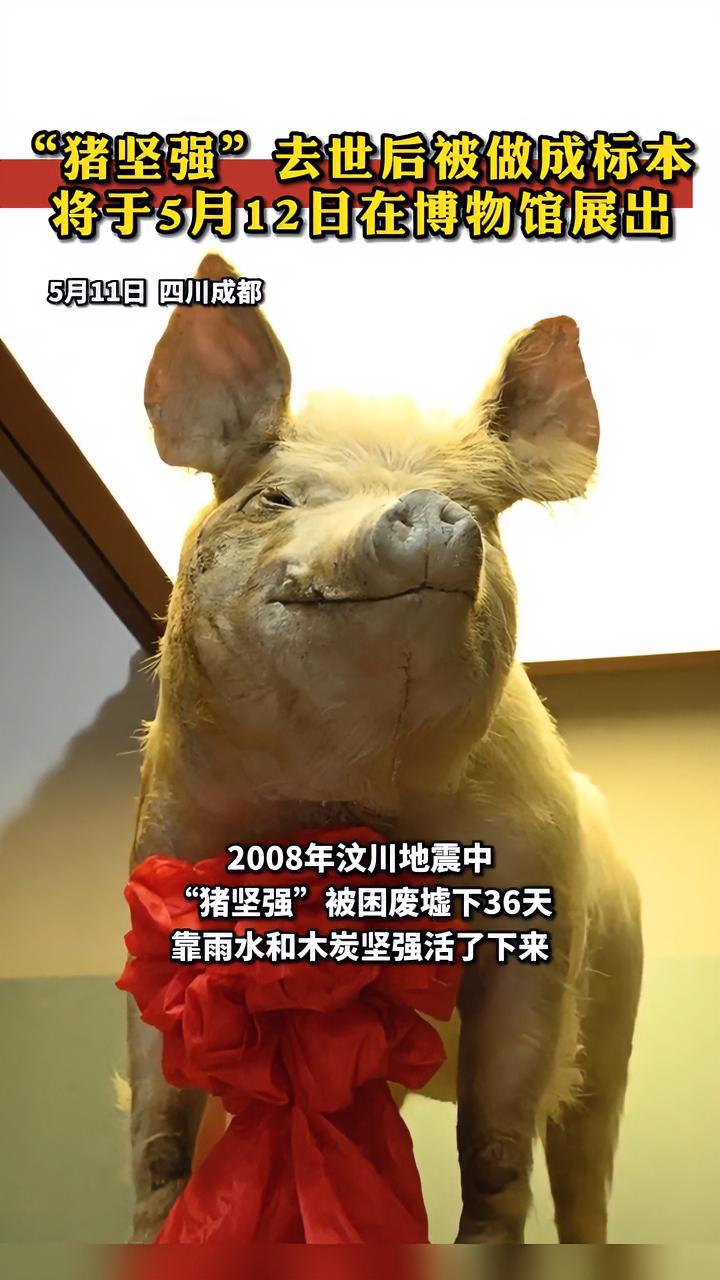 猪坚强去世后被做成标本将于5月12日在博物馆展出2008年汶川地震猪