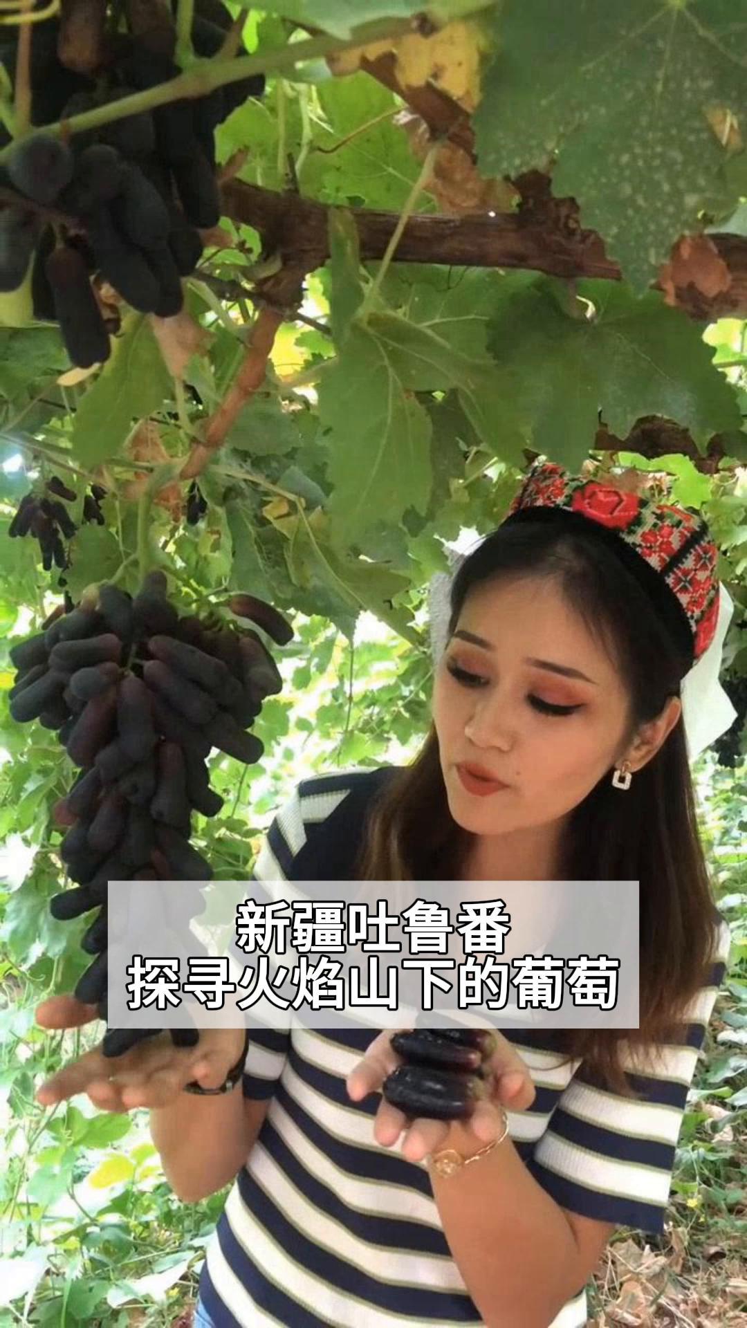 为什么吐鲁番的葡萄特别甜