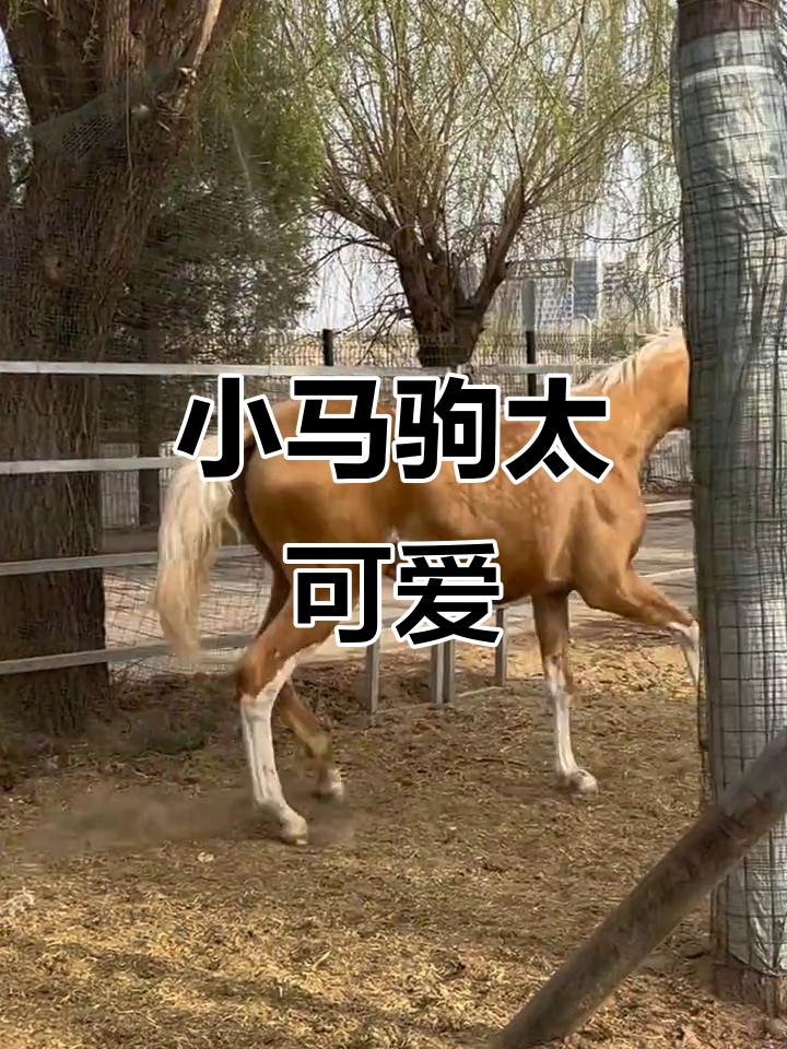 可爱马驹的萌态,汗血宝马惹人爱