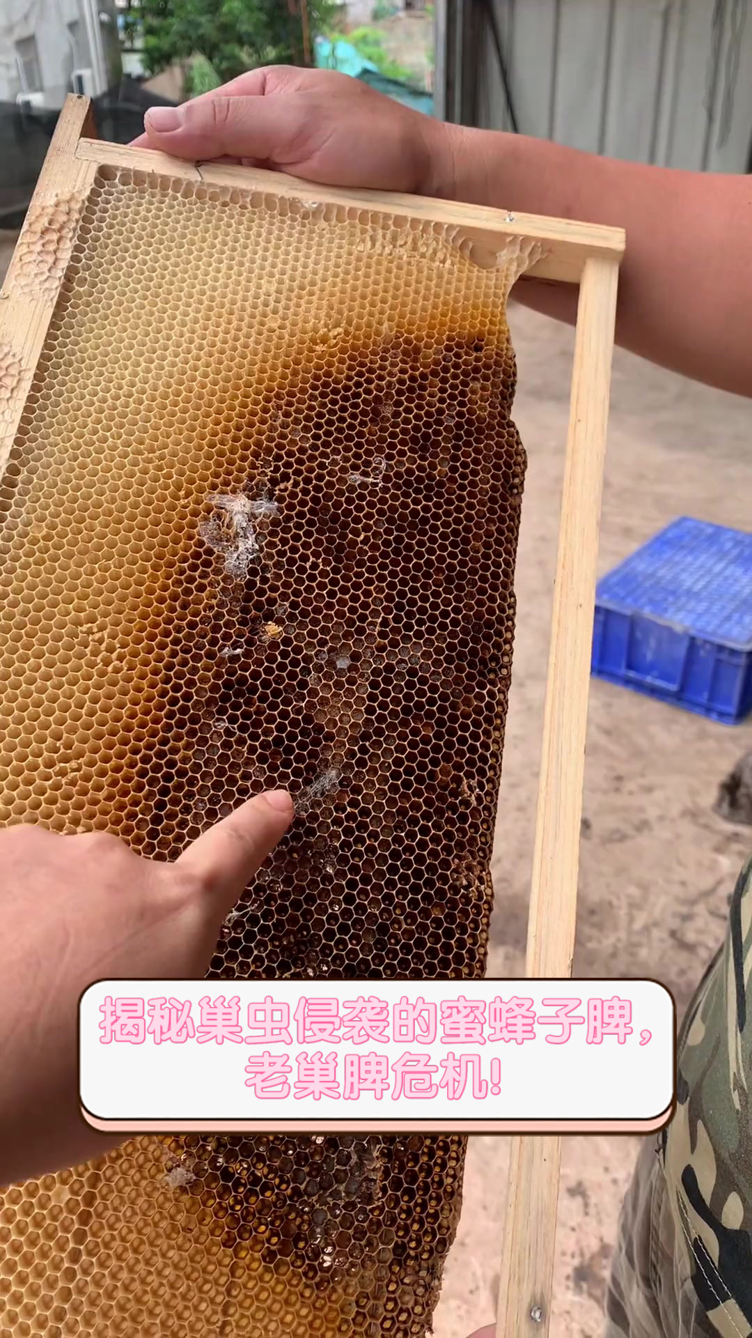 揭秘巢虫侵袭的蜜蜂子脾,老巢脾危机!