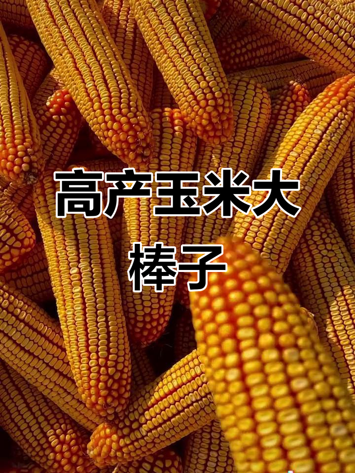 玉米新秀大棒子,三年高产又赚钱