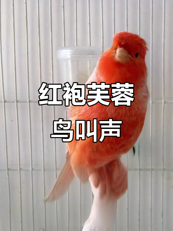 雪花红袍芙蓉鸟大叫,养鸟经验分享
