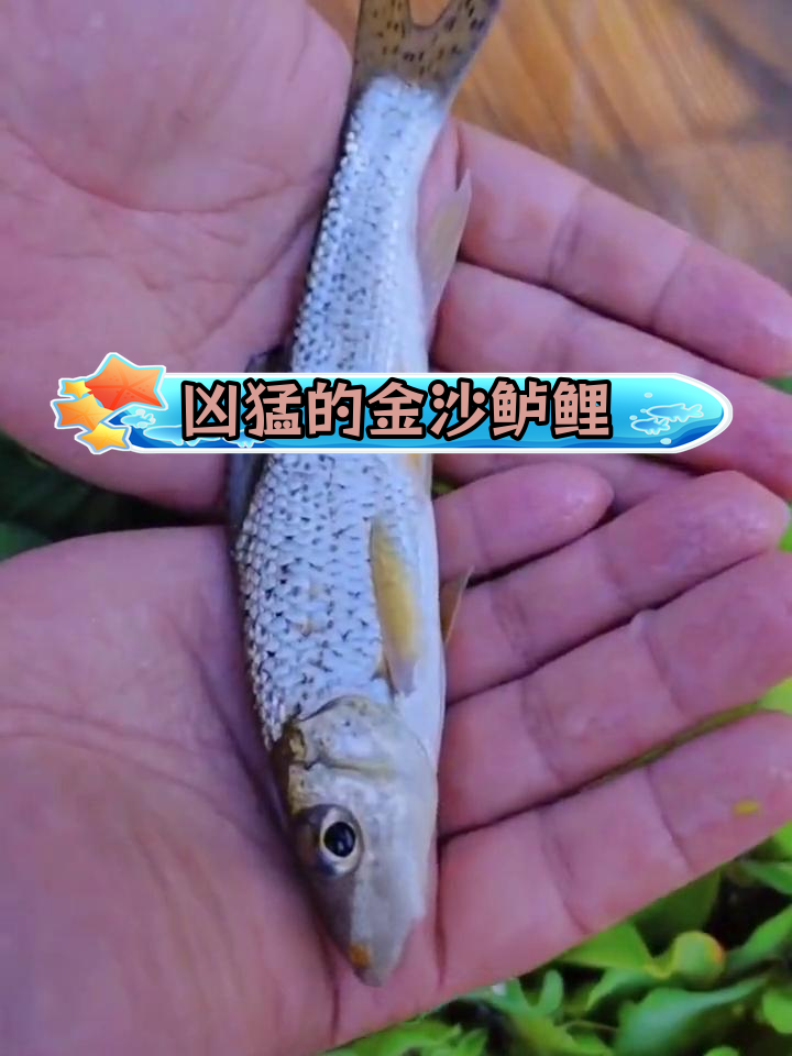金沙鲈鲤:肉食性冷水鱼,被誉为"老虎鱼"