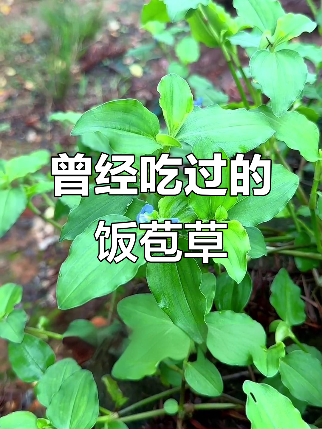 农村常见饭包草,曾是童年野菜,现在却难寻