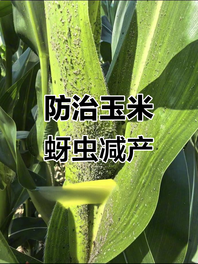 玉米蚜虫危害大,八月下旬防治关键期