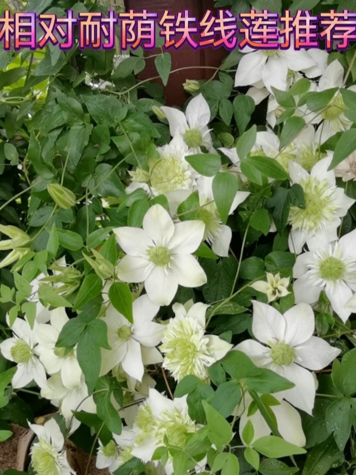 相对耐荫铁线莲:绿玉