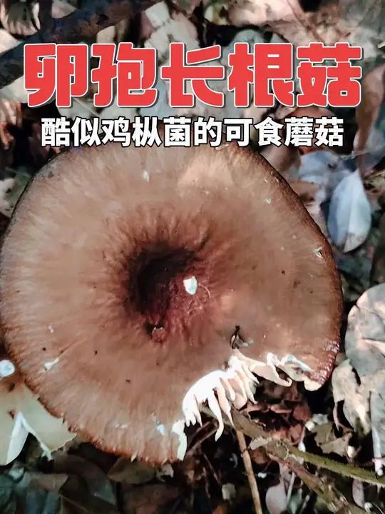 卵孢长根菇 酷似鸡枞菌的野生食用菌